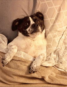 dog-pierre-in-bed