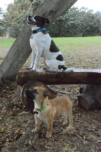 dog-pierre-park-playing