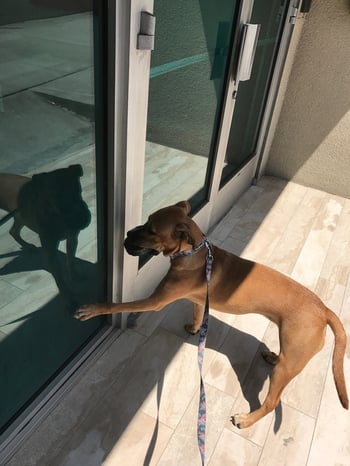 Kube is one of the cutest PetDesk office pets Kube is one of the cutest PetDesk office pets