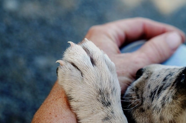 Dog-Paw-Touching-Owner-Hand